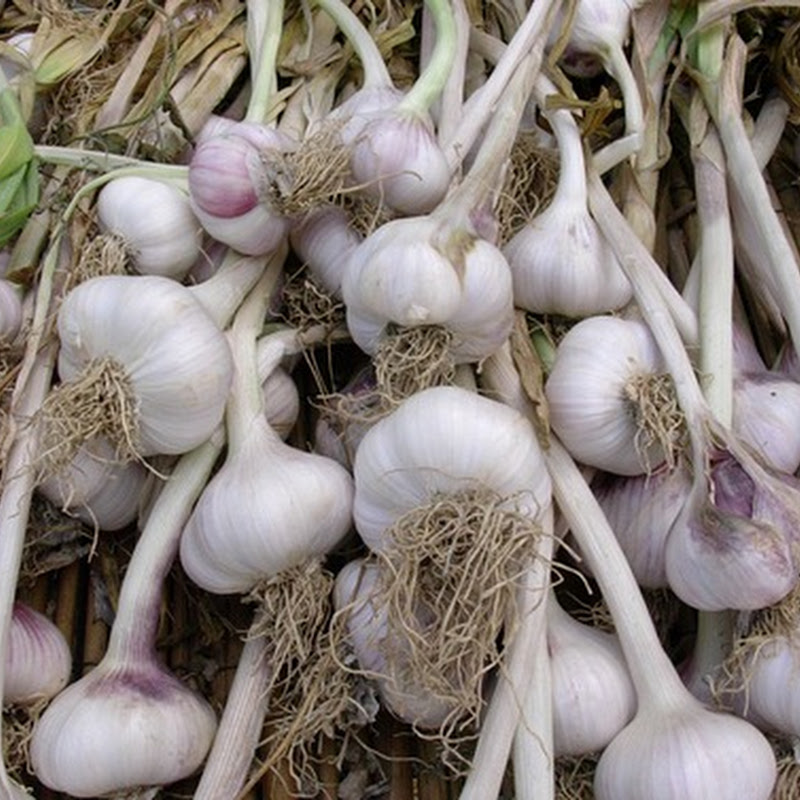 Aglio: come coltivarlo in balcone.