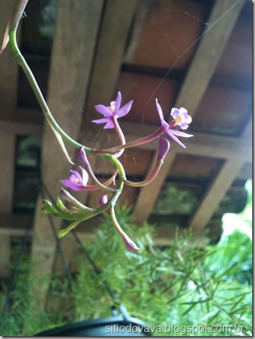 epidendrum