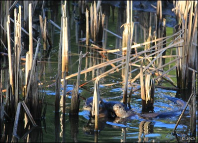 Otter