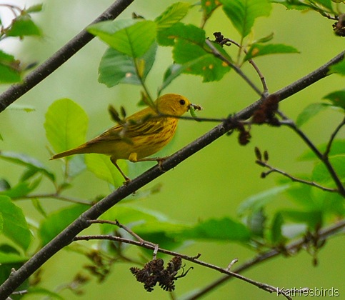1. Yellow warbler-kab
