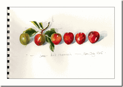 bird-cherries