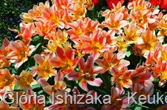 Glória Ishizaka - Keukenhof 2015 - tulipa 54