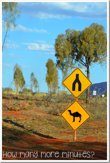 The Camel Farm at Yulara | How Many More Minutes?