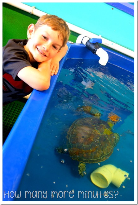 The Turtle Hospital at the Reef HQ Aquarium | How Many More Minutes?