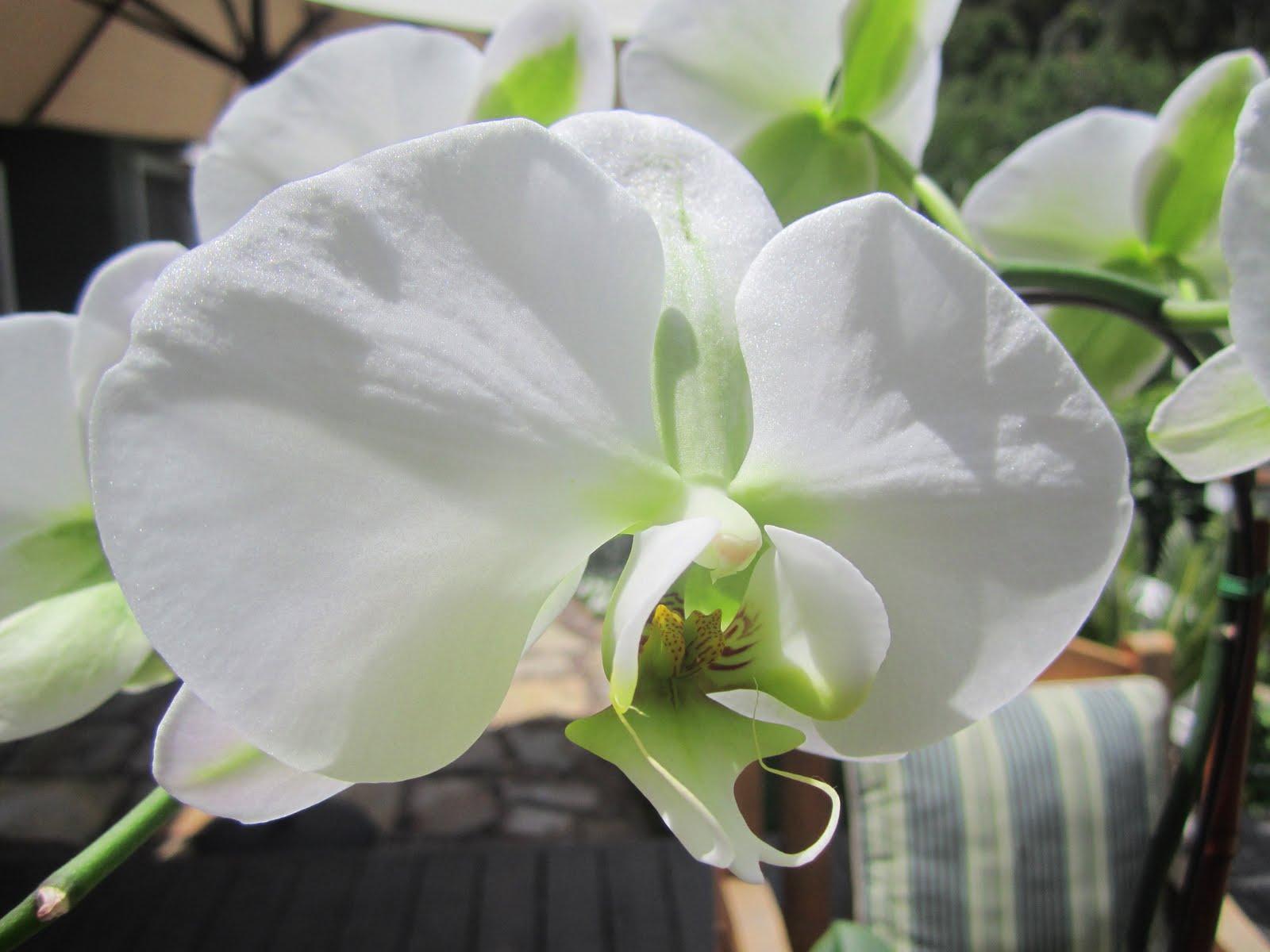 A phalaenopsis orchid for you