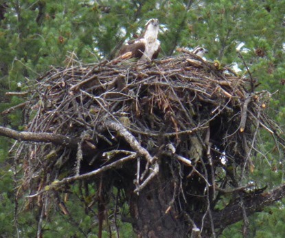 Osprey at Burney Falls