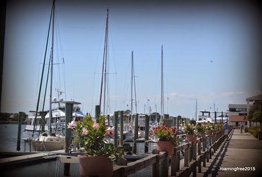 Pretty flowers at the Marina