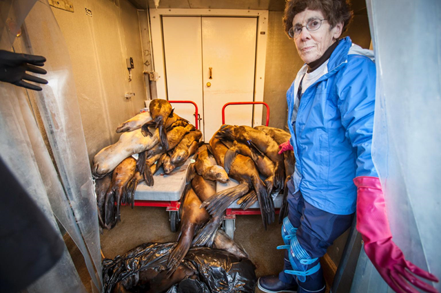 Rescuers and rehabilitation centers have been working hard to help more than 3,000 starving sea lion pups that washed ashore in 2015. But not all of them make it. These dead pups will be put into cold storage until they can be necropsied at The Marine Mammal Center in Sausalito, California. Photo: Peter Dasilva / EPA