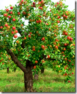 [tree with fruit]