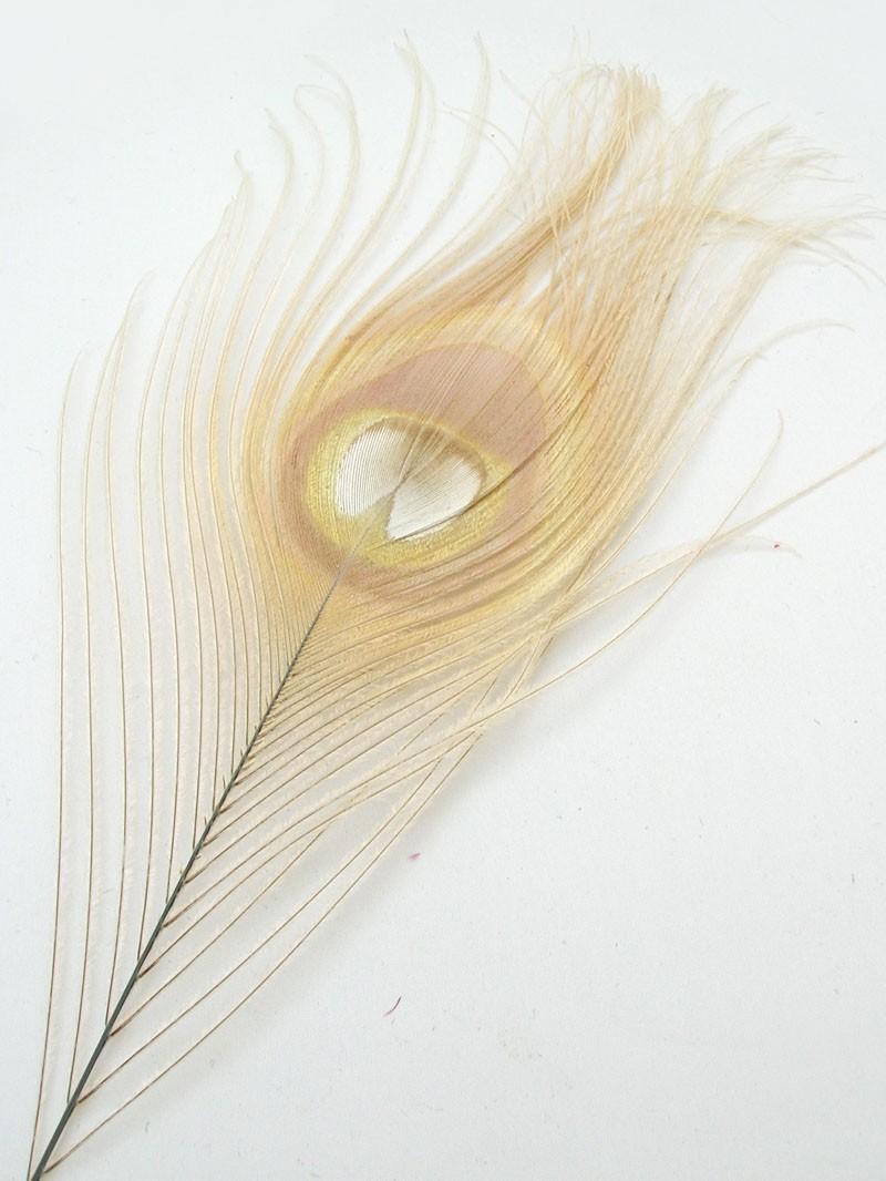 IVORY Peacock Feather Eyes for