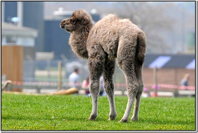 Yorkshire Wildlife Park - April