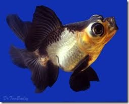 ca-vang-gold-fish (2)