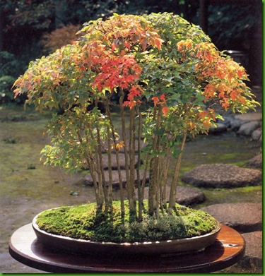 Trident Maple 4