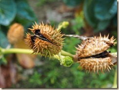 De doornappel (Datura stramonium) is een plant uit de nachtschadefamilie (Solanaceae). Het is een zeer giftige plant die hallucinogene alkaloïden bevat.