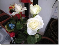White rose 04