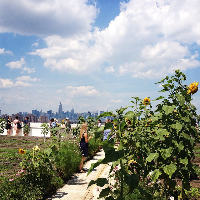 Urban rooftop farming at the Brooklyn Grange with New York skyline views