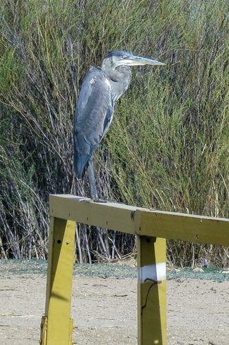 Great Blue Heron IMG_7804