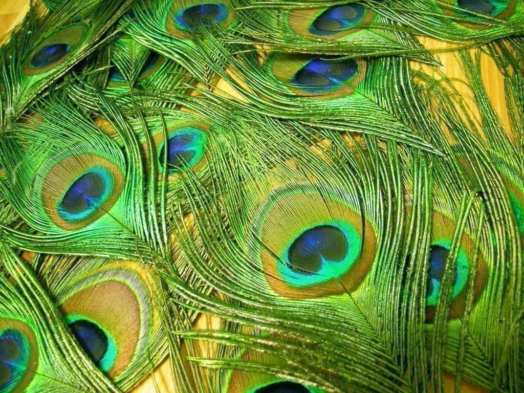 NATURAL Peacock Feather Eyes