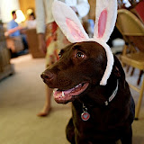 Happy Easter!  (it's not a holiday without making Chelsea wear something festive)