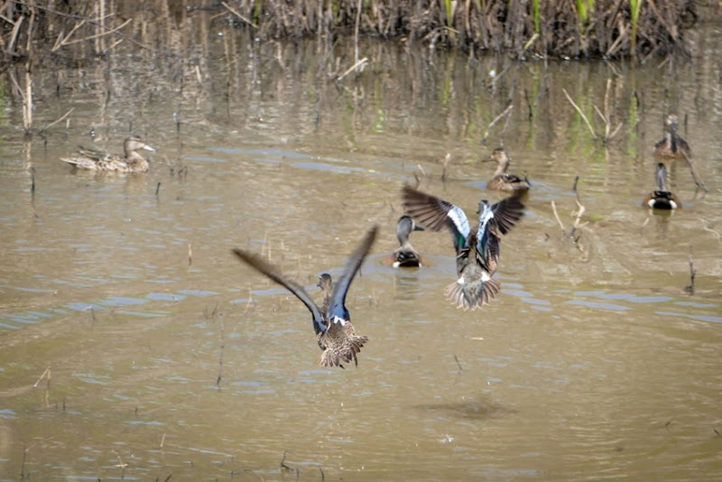 Blue-winged Teals in Flight P1030745