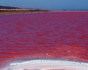 red-tide2.jpg