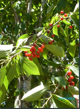 cerezos silvestres copia