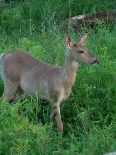 Bird Watching Area «Coffee Creek Watershed Preserve», reviews and photos, 2401 Village Point, Chesterton, IN 46304, USA