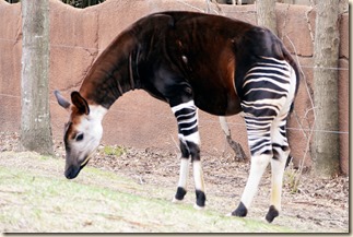 okapi cc by charles barilleaux