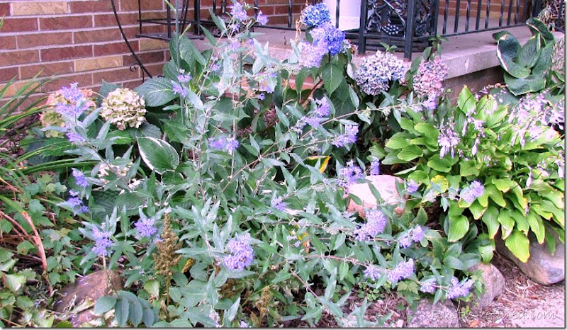 Fall-garden-colors-of-hydrangeas-sedum-bluebeard-flowers