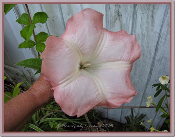 05-18-angel-trumpet