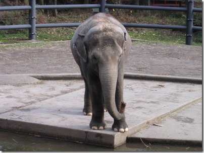 IMG_0307 Asian Elephant at the Oregon Zoo in Portland, Oregon on November 10, 2009