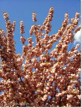Cerezo japonés - Floración primaveral