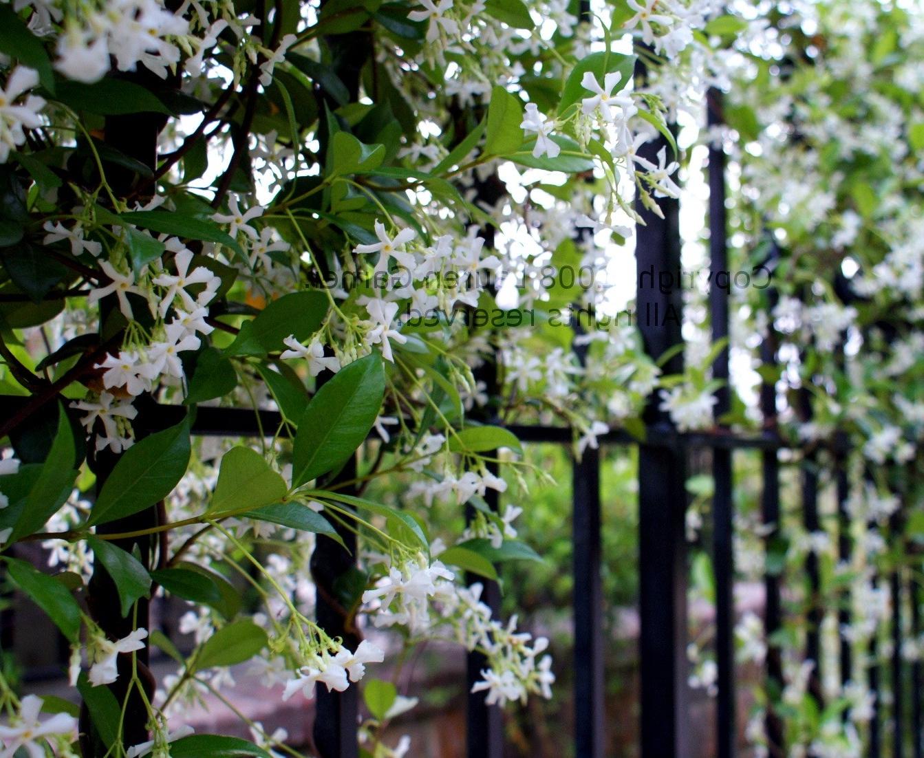 Meet Me at the Gate - 8x10 Photograph - Wedding Engagement Gift Flowers