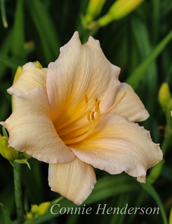 Mini Pearl Daylily July 22