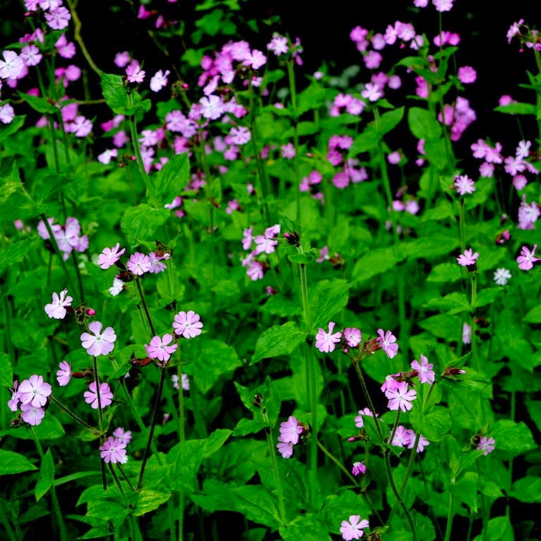 red campion