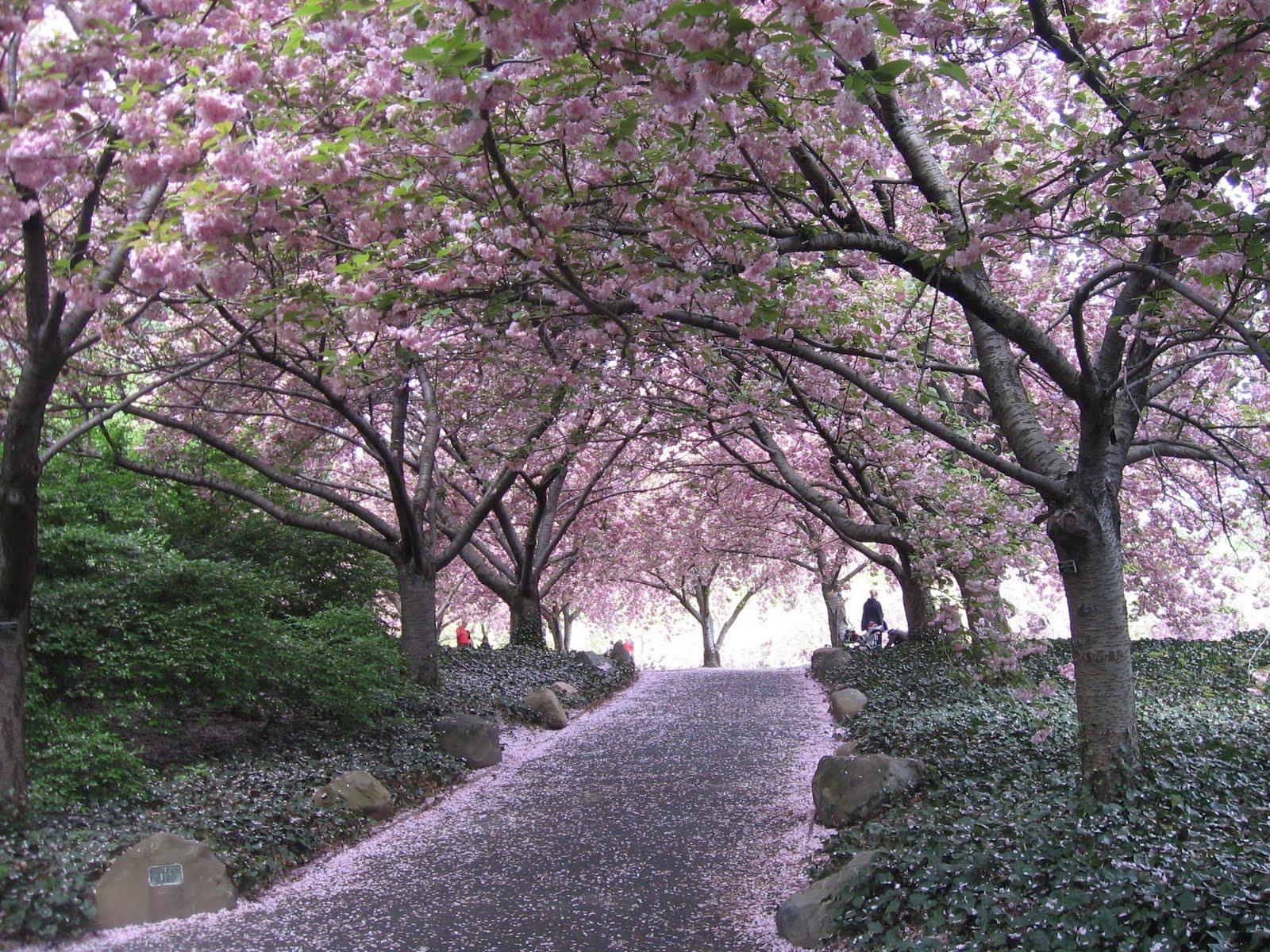 associated Cherry Blossom