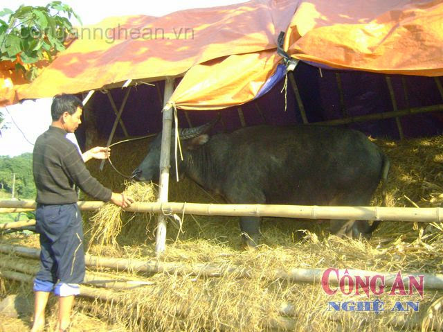 Nhiều hộ dân vùng miền núi trên địa bàn tỉnh đã chuẩn bị chống rét cho đàn gia súc khá chu đáo