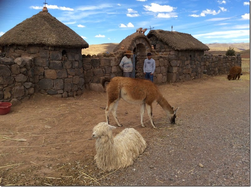 Alpaca e Vicunha - Sillustani Peru