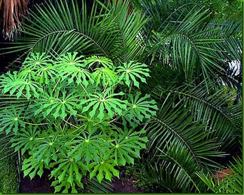 Manihoc carthaginensis 1 Manihoc carthaginensis 1