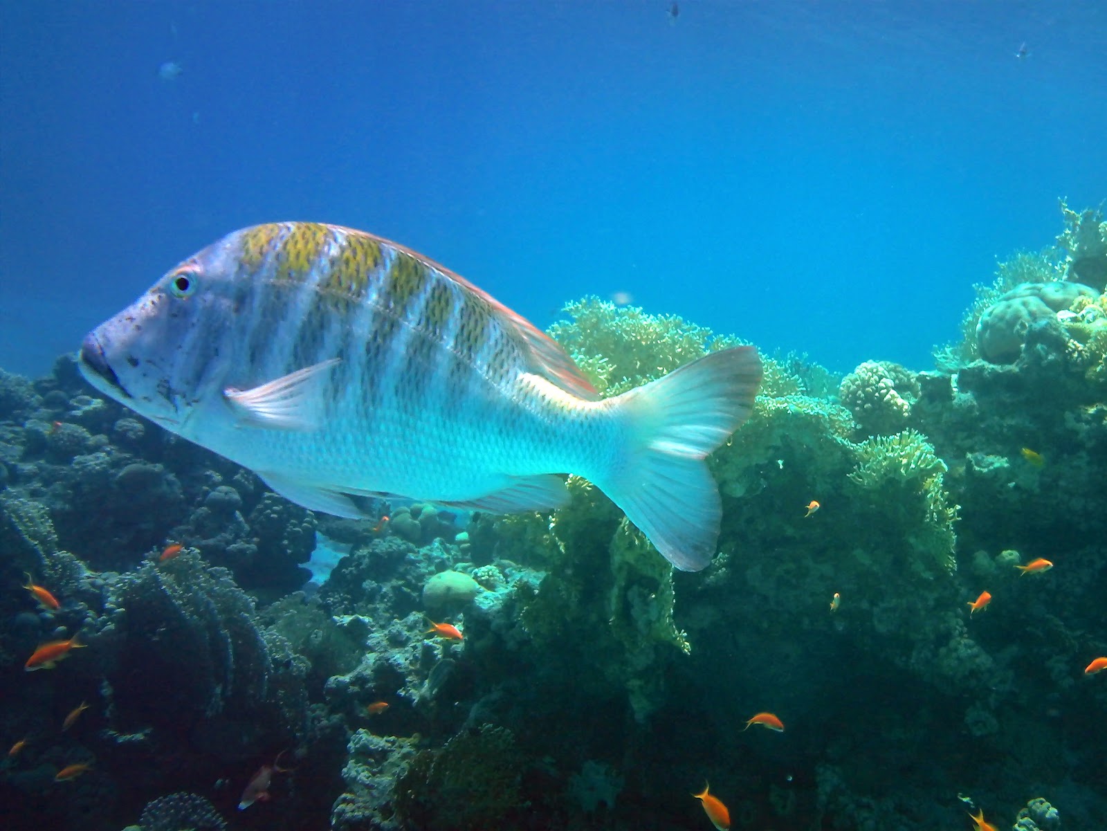 5:19pm: Eilat underwater 2/2