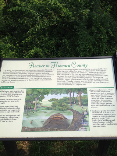 MBP: Beaver In Howard County