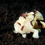 frogfish