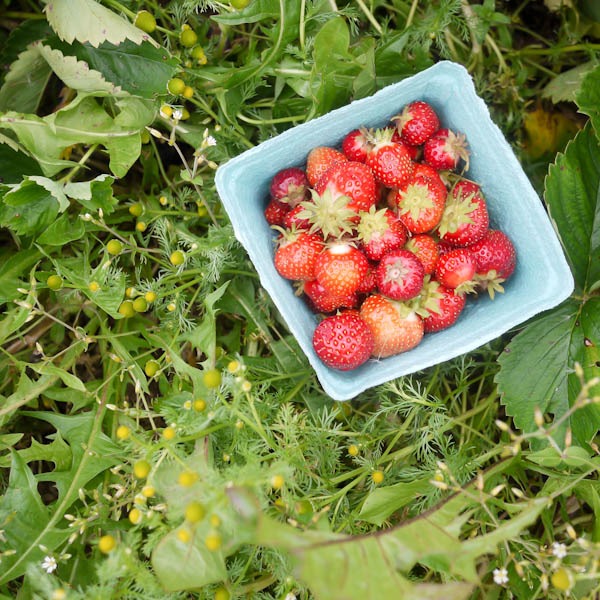 [strawberry_picking-1-9%255B3%255D.jpg]