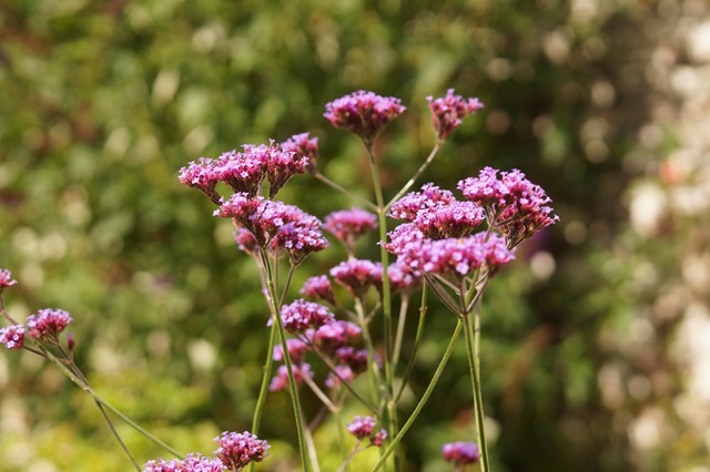 flowers at Dalemain in September