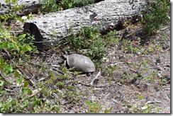 Gopher tortoise at LP WA