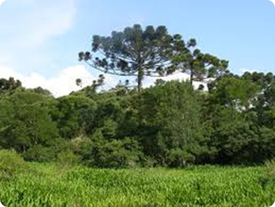 PARQUE PROVINCIAL DE LA ARAUCARIA