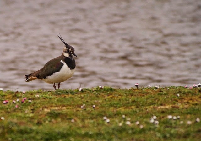 Digiscoping at Pensthorpe with Wex and Danny Porter