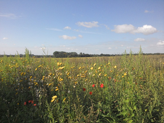 Norfolk wild flowers