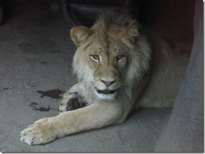 IMG_0383 African Lion at the Oregon Zoo in Portland, Oregon on November 10, 2009