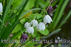 Glória Ishizaka - Hortus Botanicus Leiden - 27